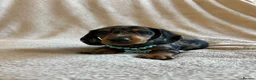 Miniature Dachshund dogs for sale:  KC Registered Miniature Dachshund Puppies - Advert 13