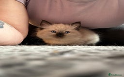 Ragdoll cats for sale: GCCF Ragdoll boy kittens - Advert 10