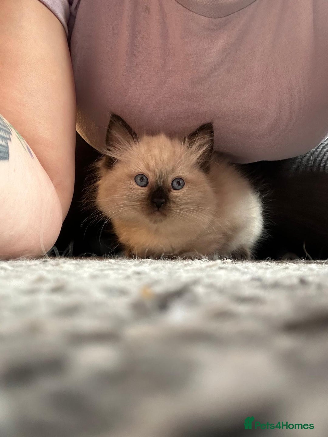 Ragdoll cats for sale: GCCF Ragdoll boy kittens - Advert 10