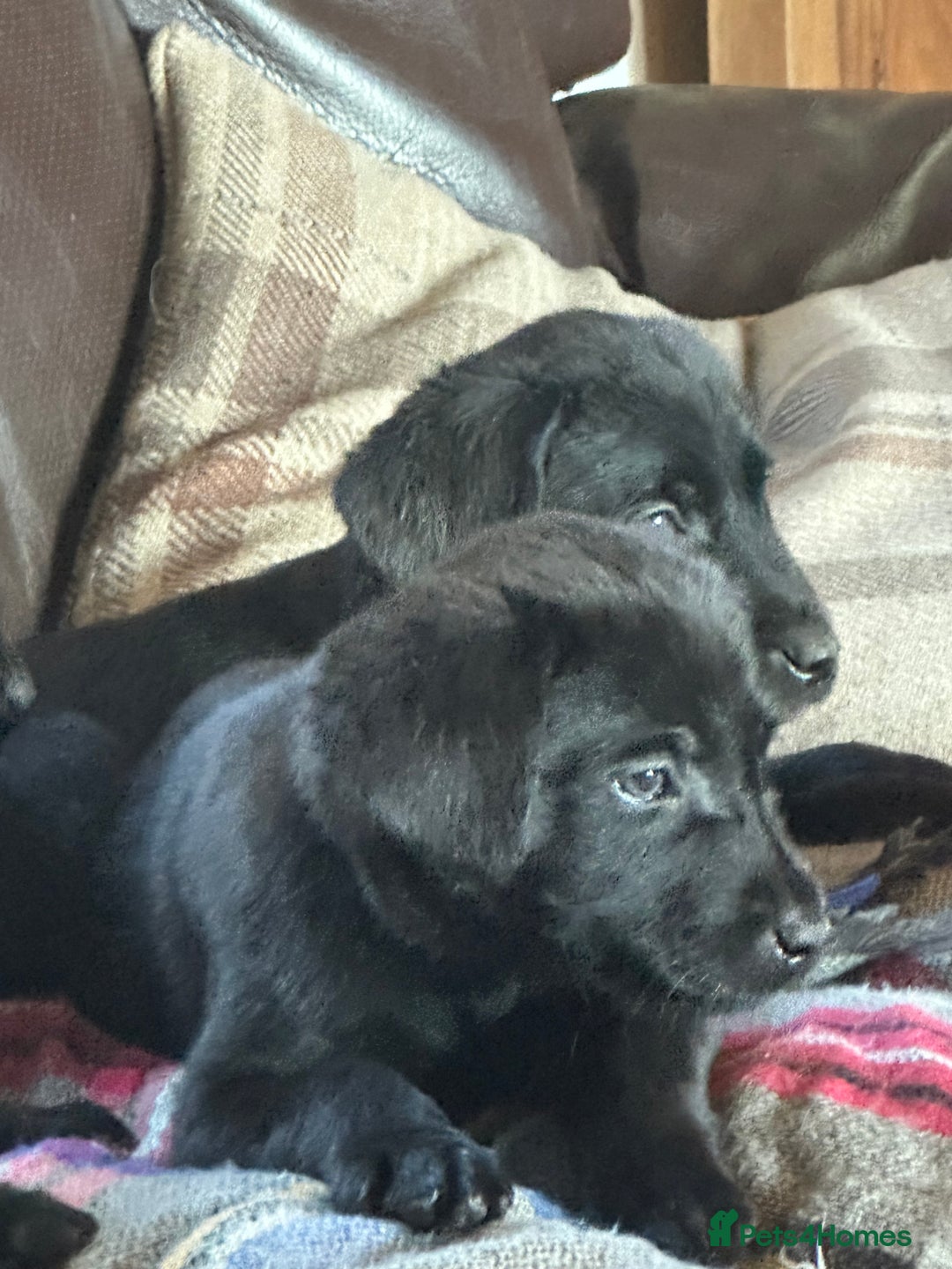 Labrador Retriever dogs for sale: Black Labrador Retriever Puppies - Image 23