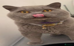 British Shorthair cats for sale: Gccf active male.  - Image 1