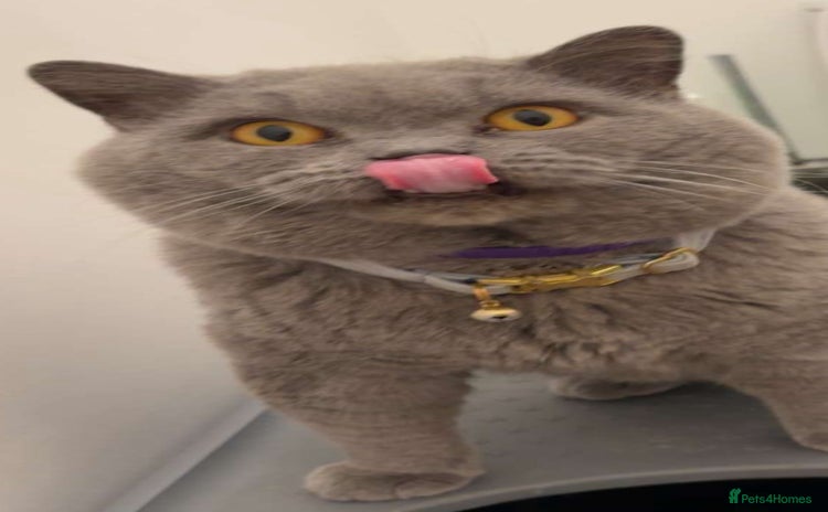 British Shorthair cats - Advert 12