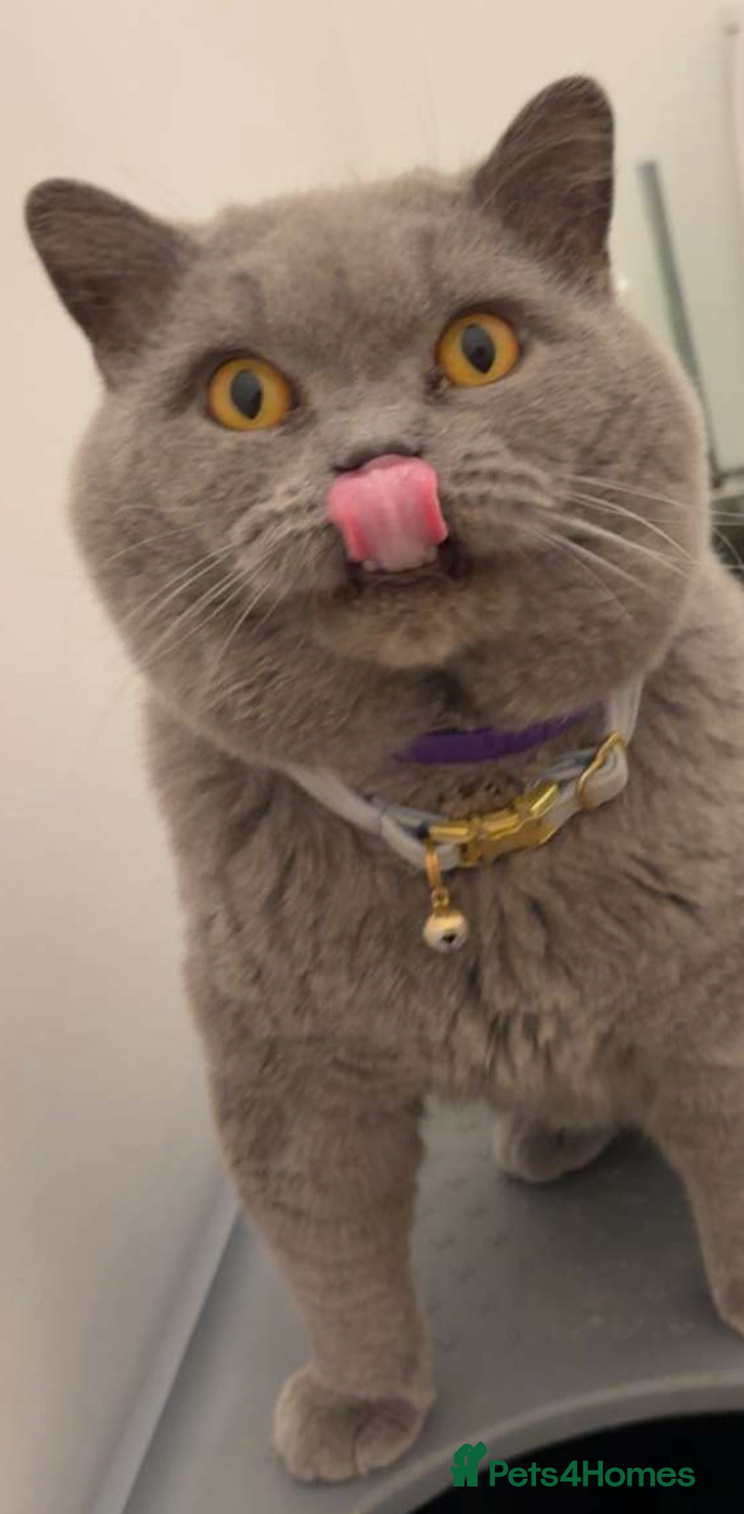 British Shorthair cats for sale: Gccf active male.  - Image 1