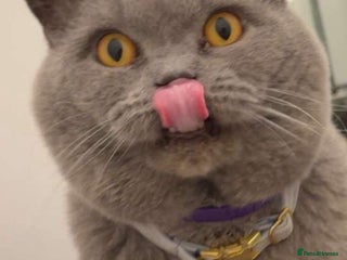 British Shorthair cats for sale - Advert 1