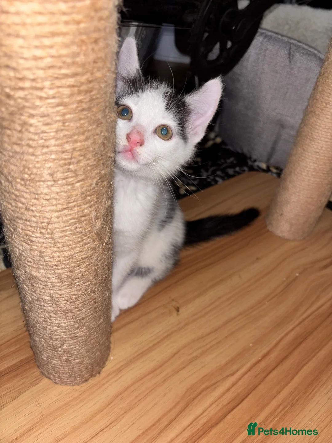 Mixed Breed cats for sale: Small spotted kitten - Advert 4