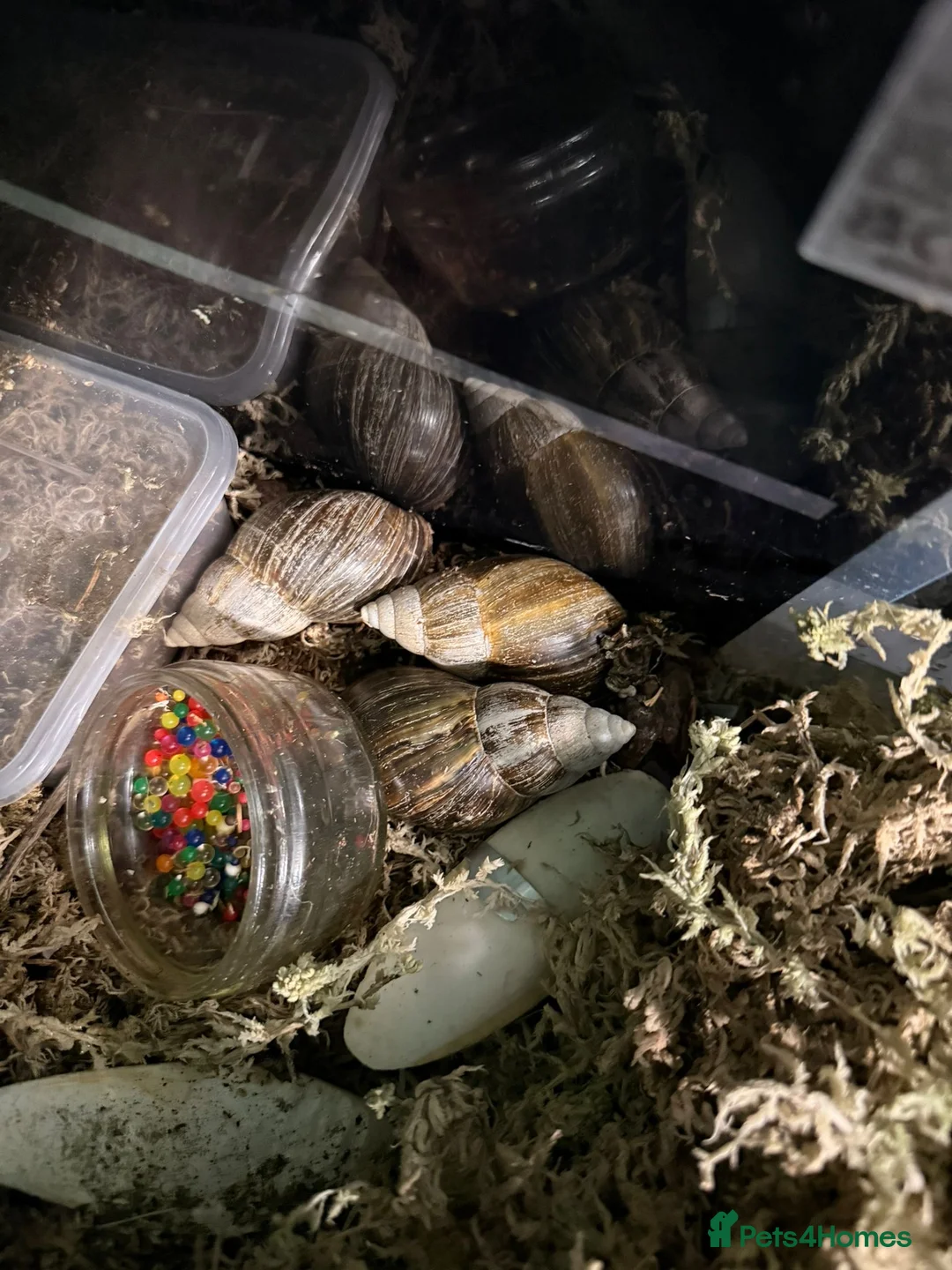 Snails invertebrates for sale: 4 Giant African Land Snails - Advert 1