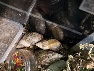 Snails invertebrates 4 Giant African Land Snails - Advert 1