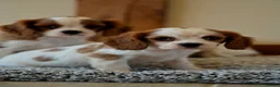 Cavalier King Charles Spaniel dogs for sale: ⭐️Cavalier King Charles puppies⭐️ - Advert 11