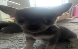 Chihuahua dogs for sale: Purebred chihuahua puppies - Image 3