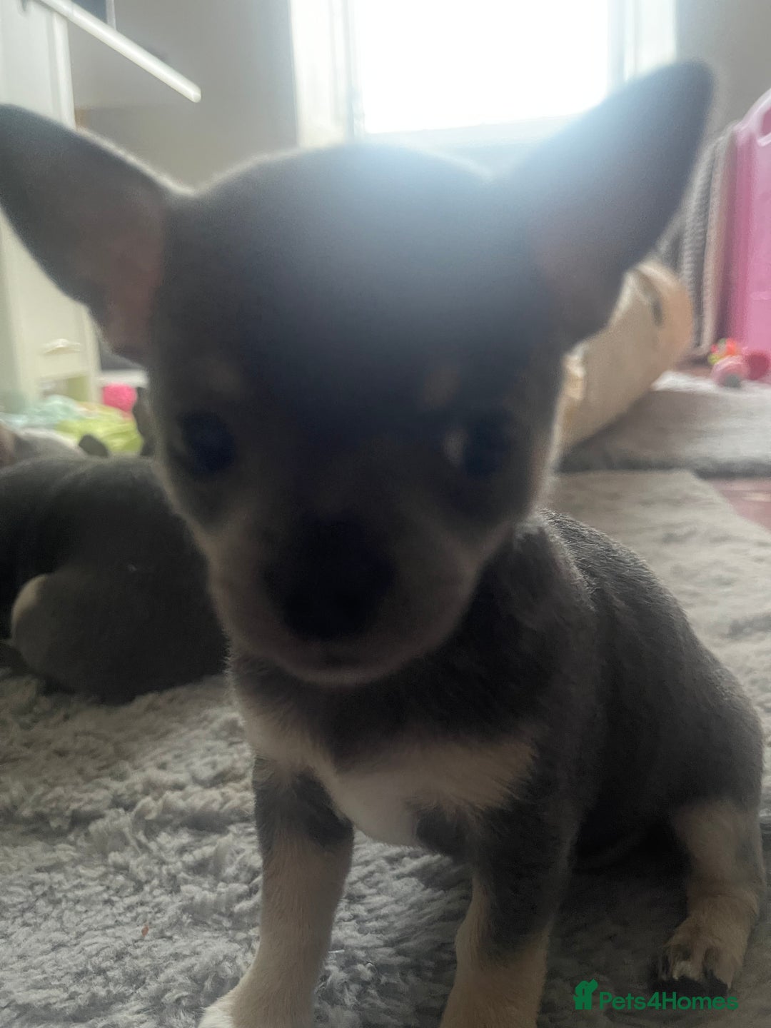 Chihuahua dogs for sale: Purebred chihuahua puppies - Image 3