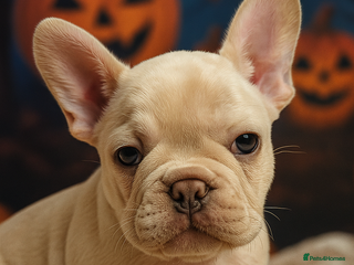 French Bulldog dogs - Advert 1