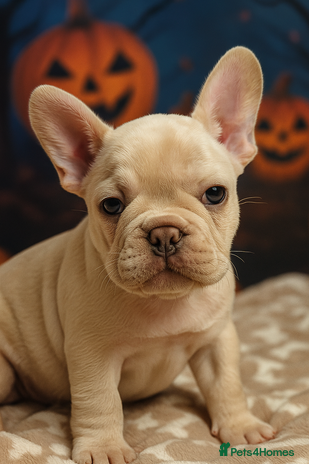 French Bulldog dogs - Advert 1