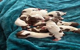 English Springer Spaniel dogs for sale: KC Registered English Springer Spaniel Puppies - Image 2