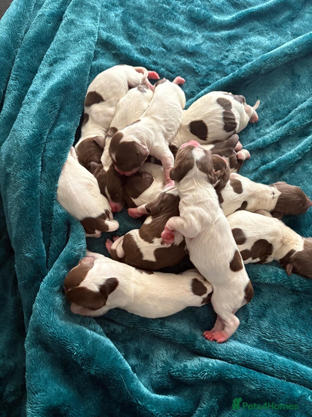 English Springer Spaniel dogs for sale: KC Registered English Springer Spaniel Puppies - Image 2