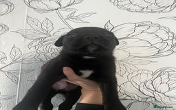 Mixed Breed dogs for sale: Mastiff X Cane Corso Puppies - Image 4
