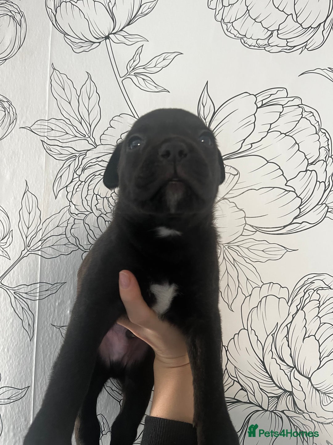 Mixed Breed dogs for sale: Mastiff X Cane Corso Puppies - Image 4