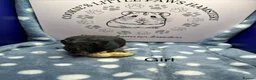 Hamster rodents for sale: Pedigree Syrian hamsters  - Advert 8