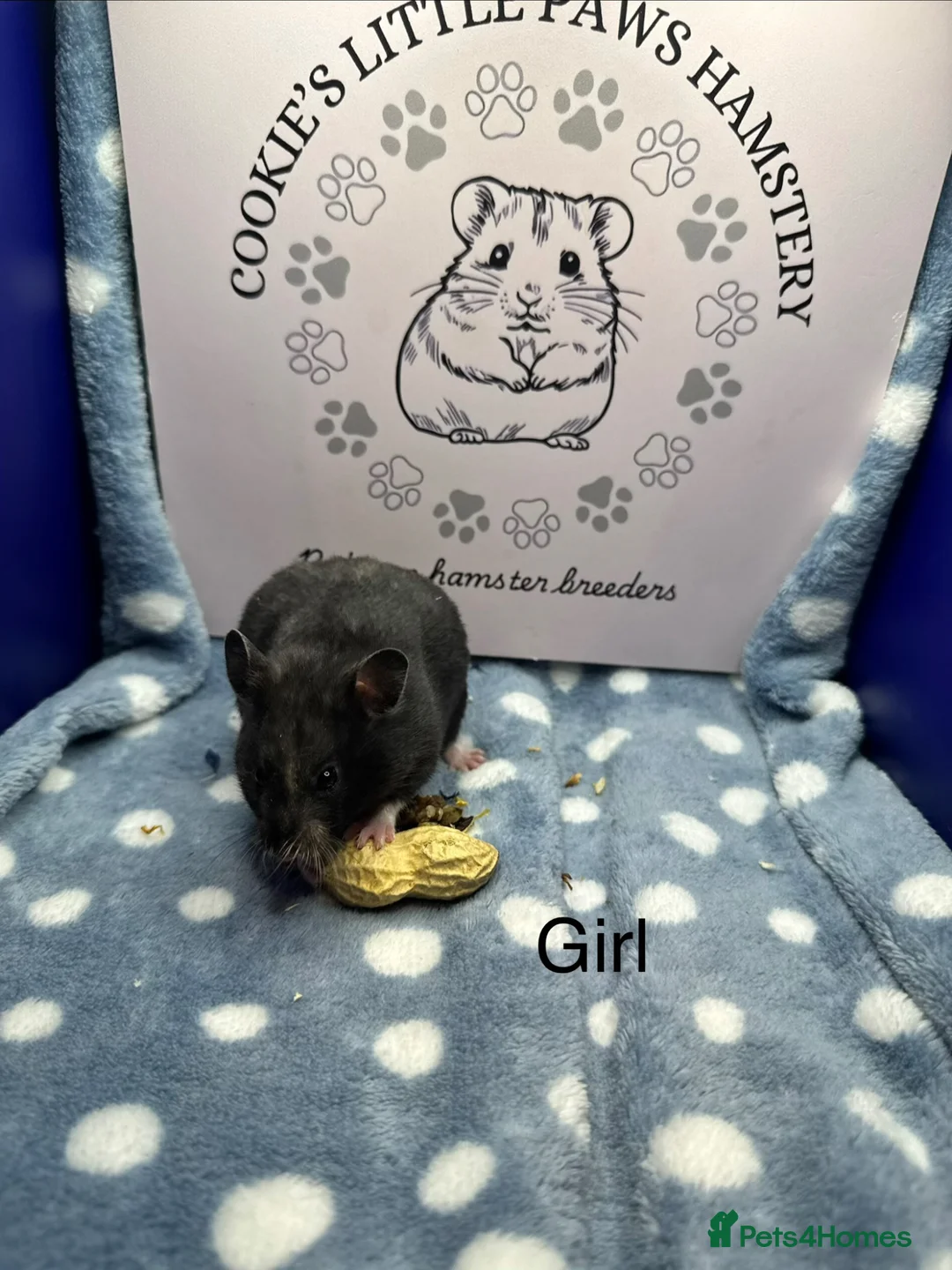 Hamster rodents for sale: Pedigree Syrian hamsters  - Advert 8