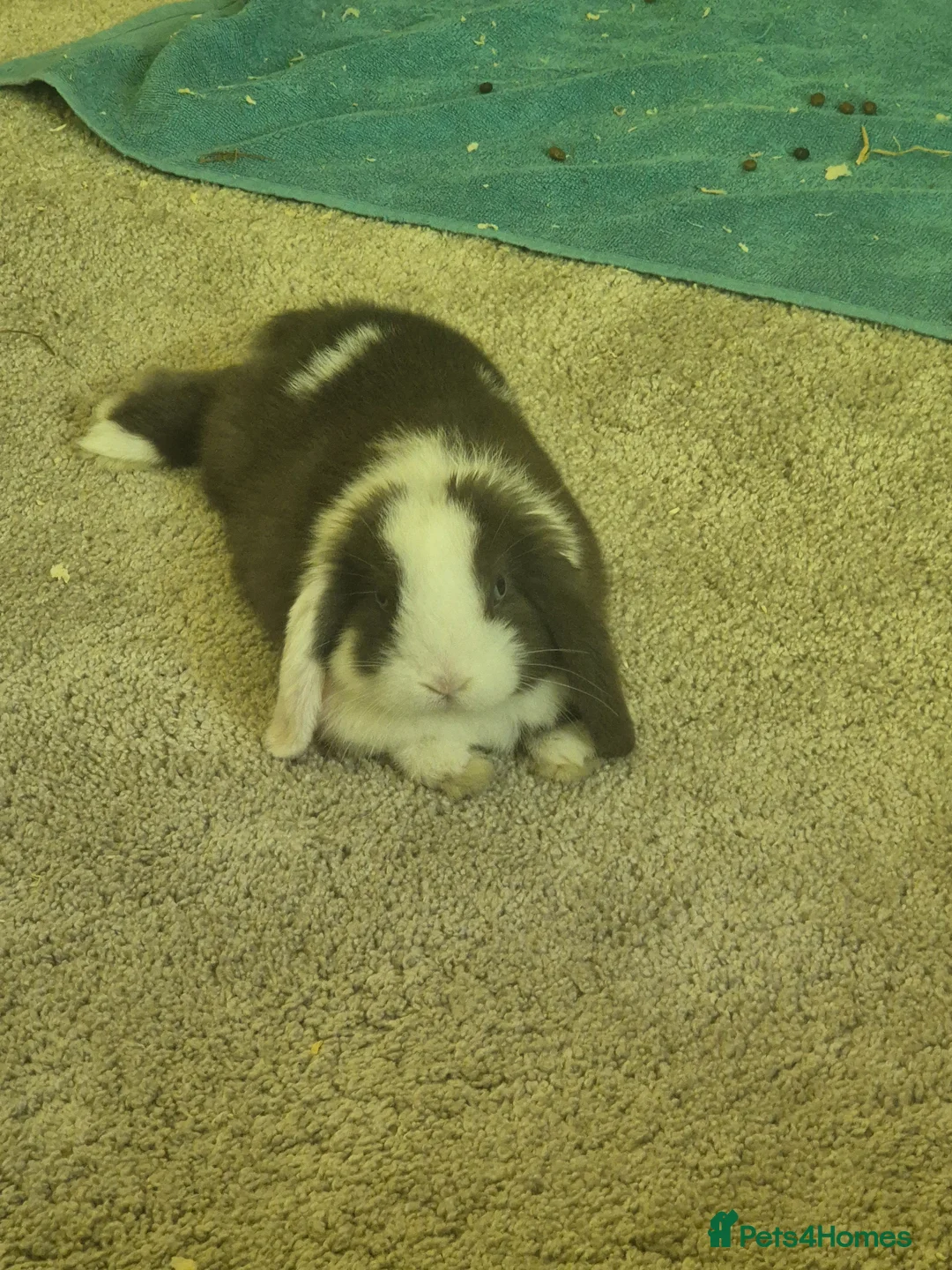 Mini Lop rabbits for sale: Obi one in Wolverhampton - Advert 2