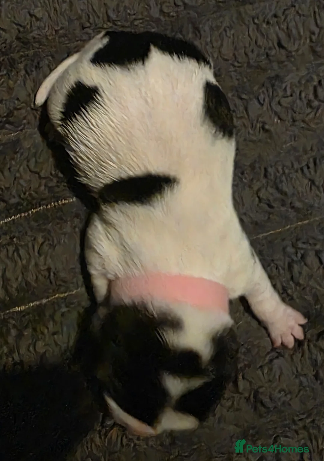 Jack Russell dogs for sale: 5 miniature jack russells  in Doncaster - Advert 11