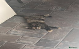 Mixed Breed cats for sale: Beautiful kittens - Image 21