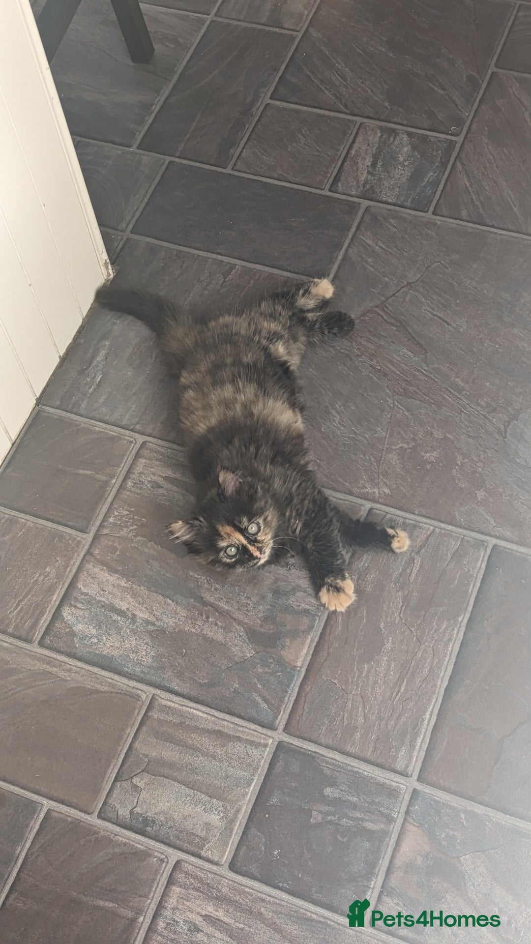 Mixed Breed cats for sale: Beautiful kittens - Image 21