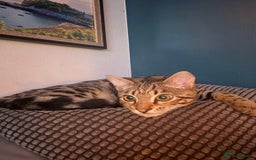 Bengal cats for sale: 2 Bengals Boy Brothers 11 Months Old - Advert 9