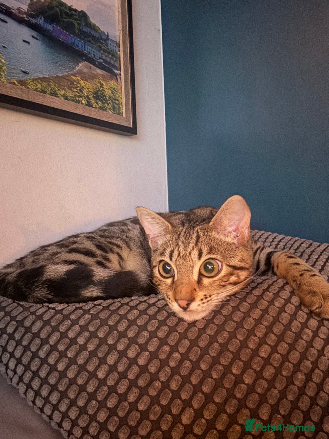 Bengal cats for sale: 2 Bengals Boy Brothers 11 Months Old - Advert 9