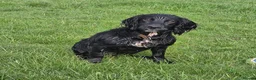 Cocker Spaniel dogs for stud: Cocker spaniel English - Advert 2