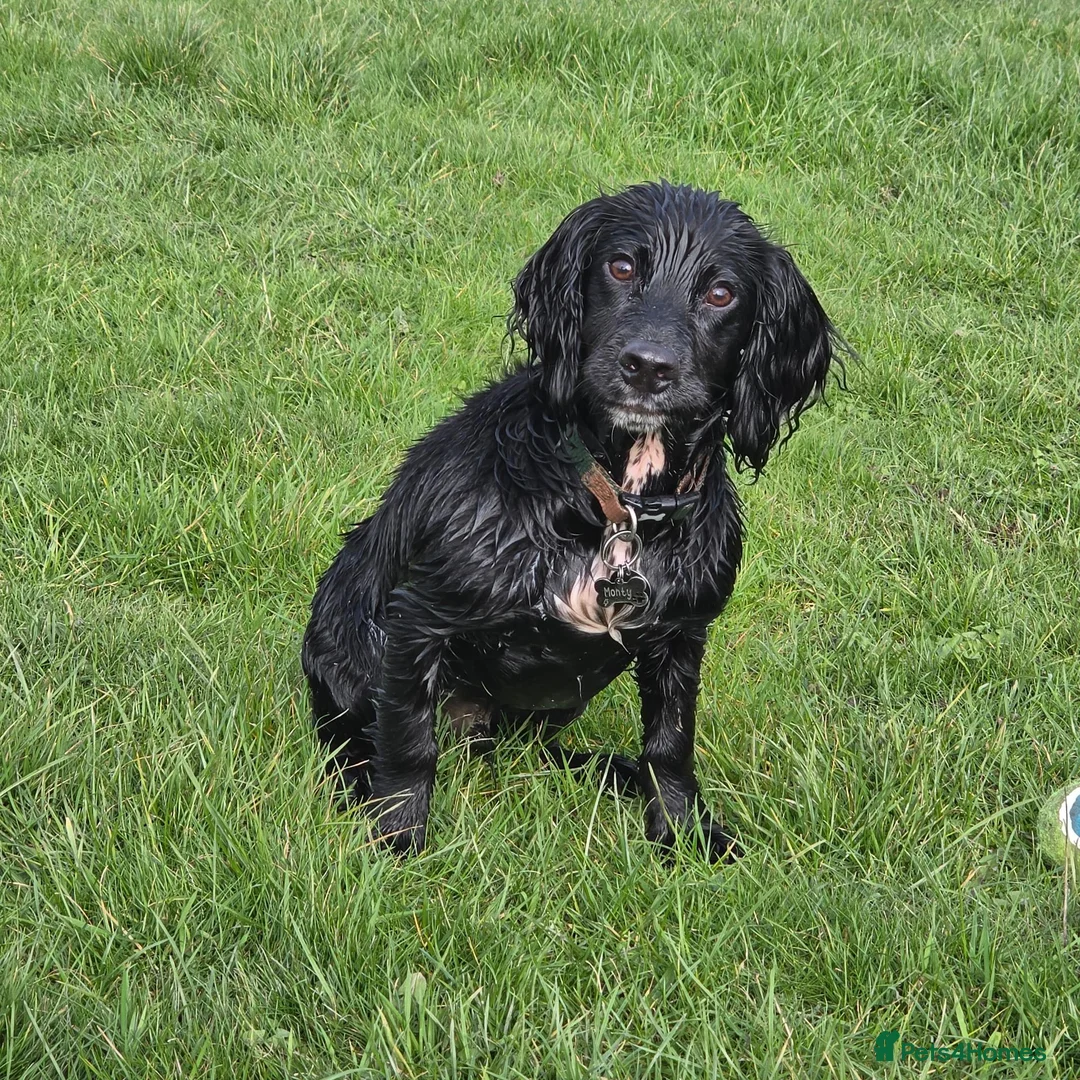 Cocker Spaniel dogs for stud: Cocker spaniel English - Advert 2