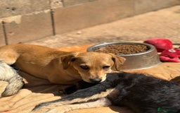 Mixed Breed dogs for adoption: Snoop needs a home with another dog! - Image 2