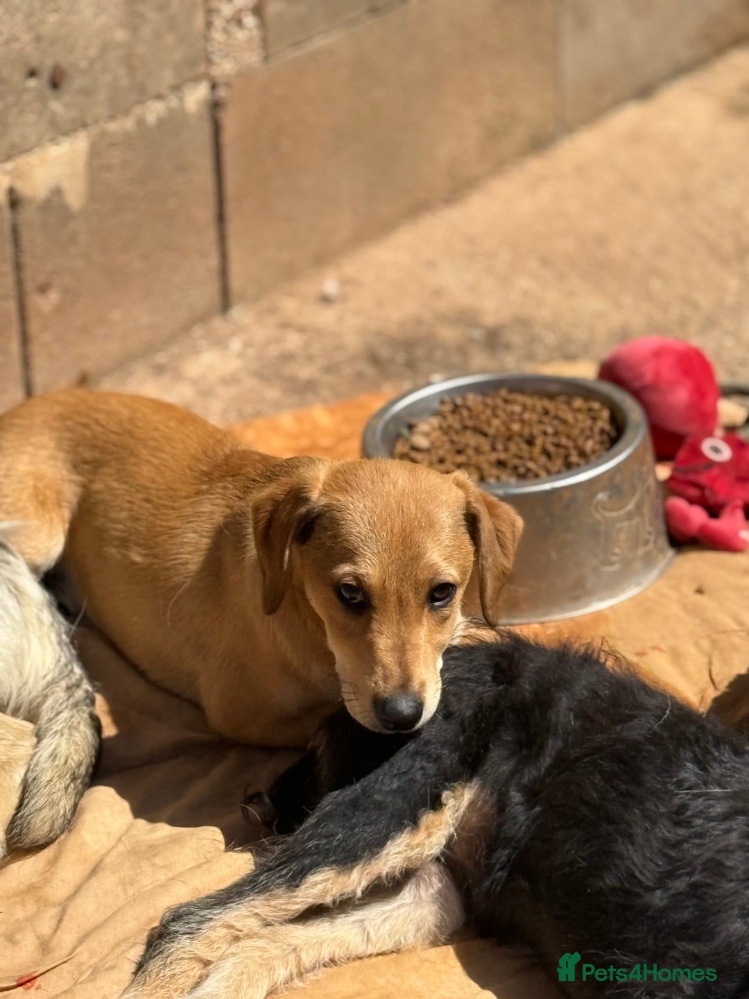 Mixed Breed dogs for adoption: Snoop needs a home with another dog! - Image 2