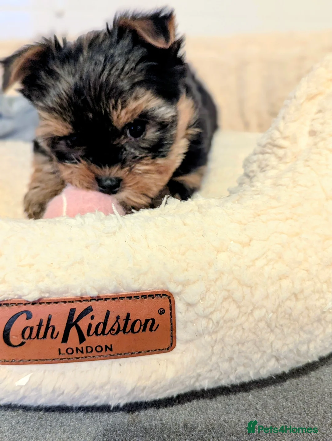 Yorkshire Terrier dogs for sale: Little bundles of joy available  - Advert 4