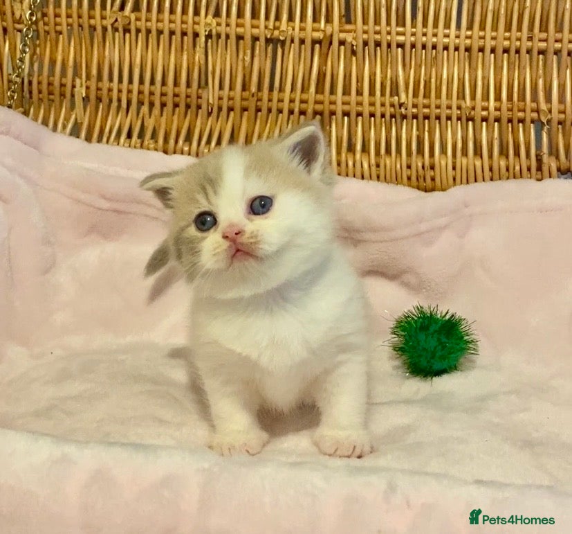Scottish Fold cats 🧸😻CHAMPION LINE TICA ACTIVE SCOTTISH/BSH😻🧸 - Advert 2