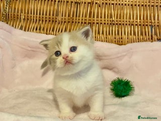 Scottish Fold cats 🧸😻CHAMPION LINE TICA ACTIVE SCOTTISH/BSH😻🧸 - Advert 11
