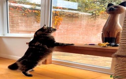 Maine Coon cats for sale: Beautiful Maine Coon Male - Image 9
