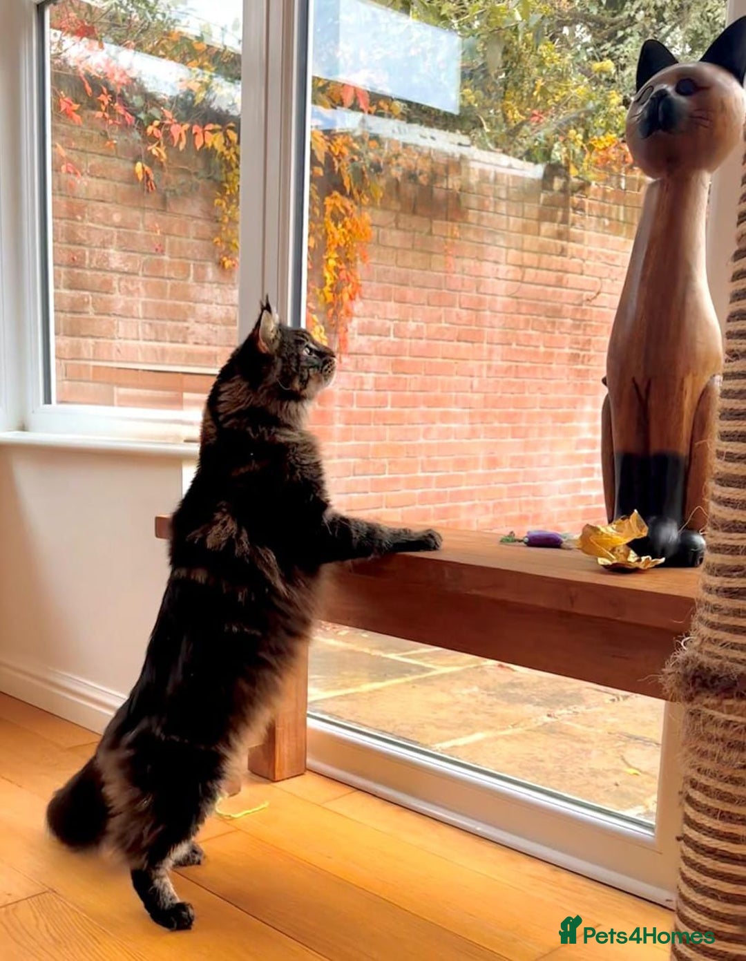 Maine Coon cats for sale: Beautiful Maine Coon Male - Image 9
