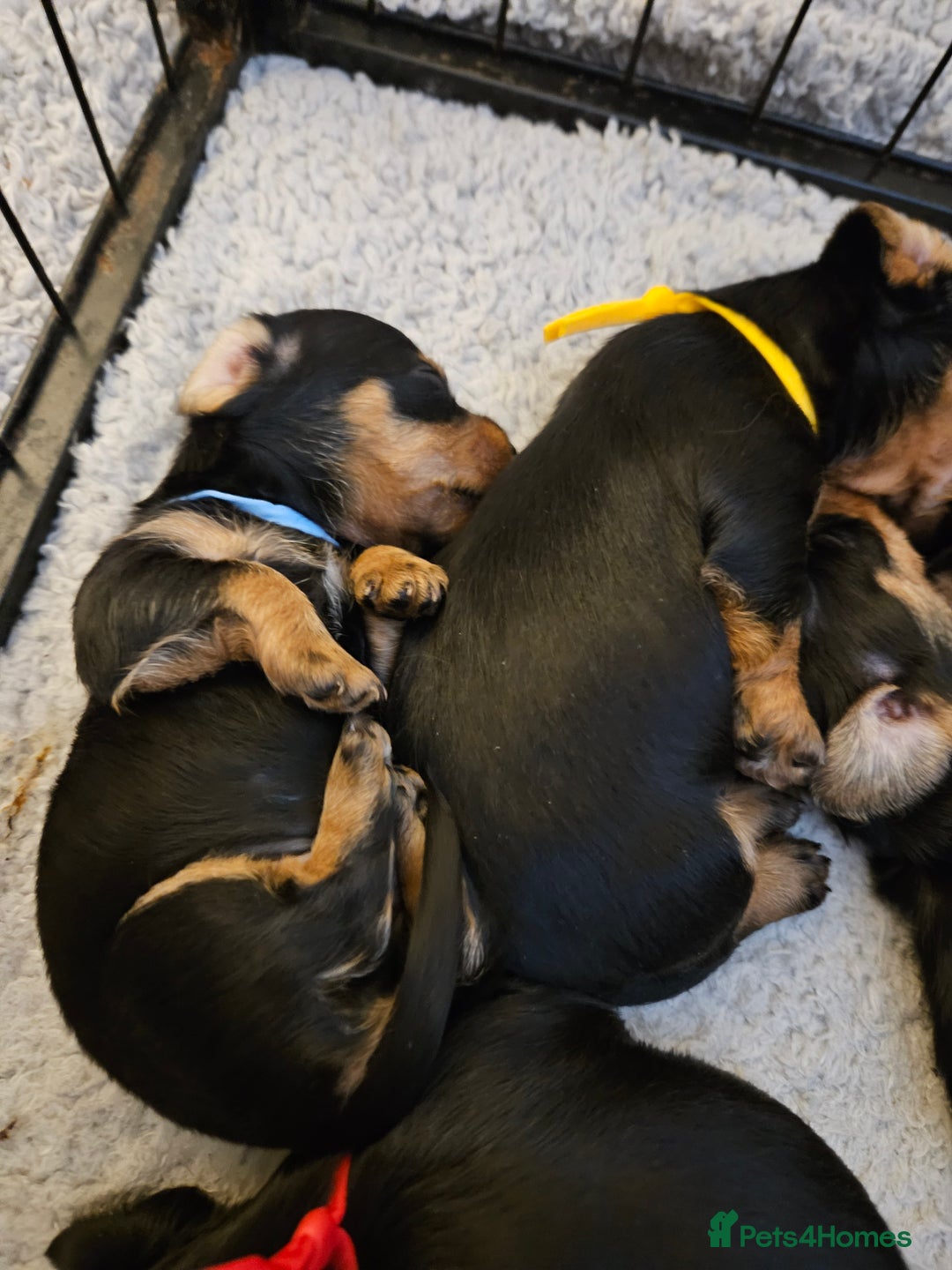 Mixed Breed dogs for sale: Yorkie x daxy puppies  - Image 9