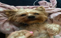 Yorkshire Terrier dogs for stud: Billy Boy  - Image 14