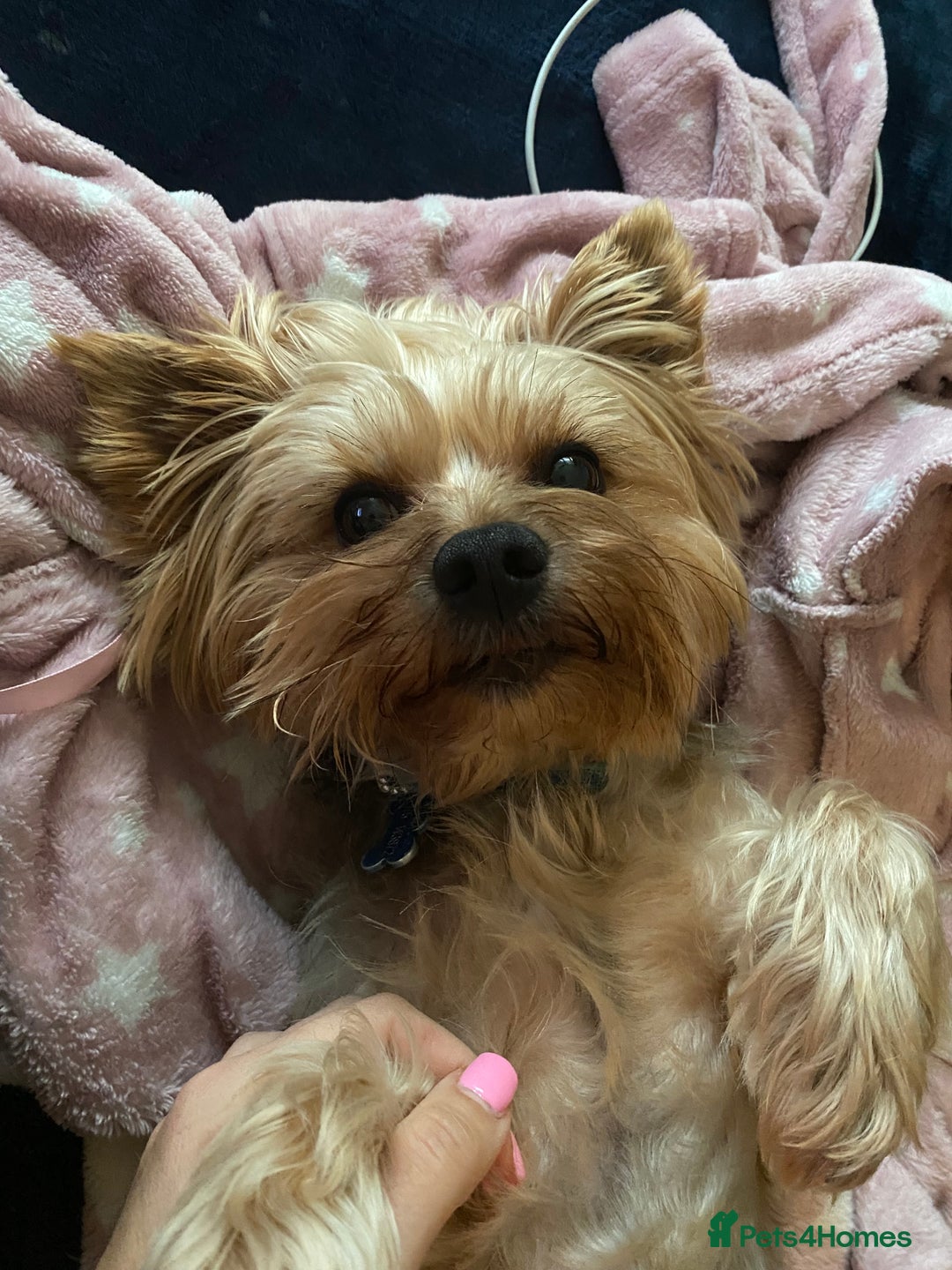 Yorkshire Terrier dogs for stud: Billy Boy  - Image 14