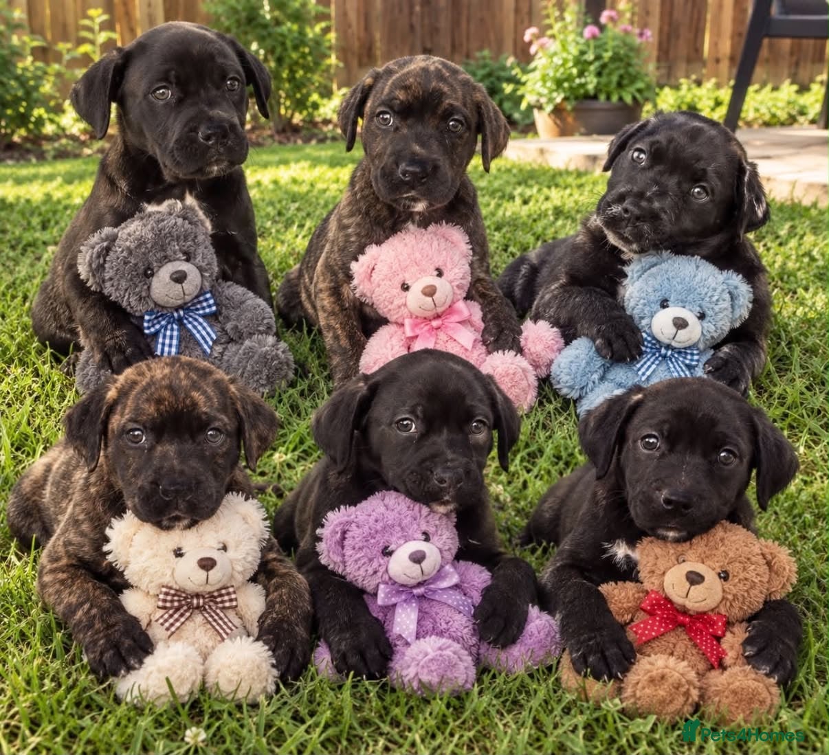 Cane Corso dogs Cane corso - Advert 2