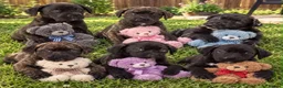 Cane Corso dogs for sale: Cane corso - Advert 2