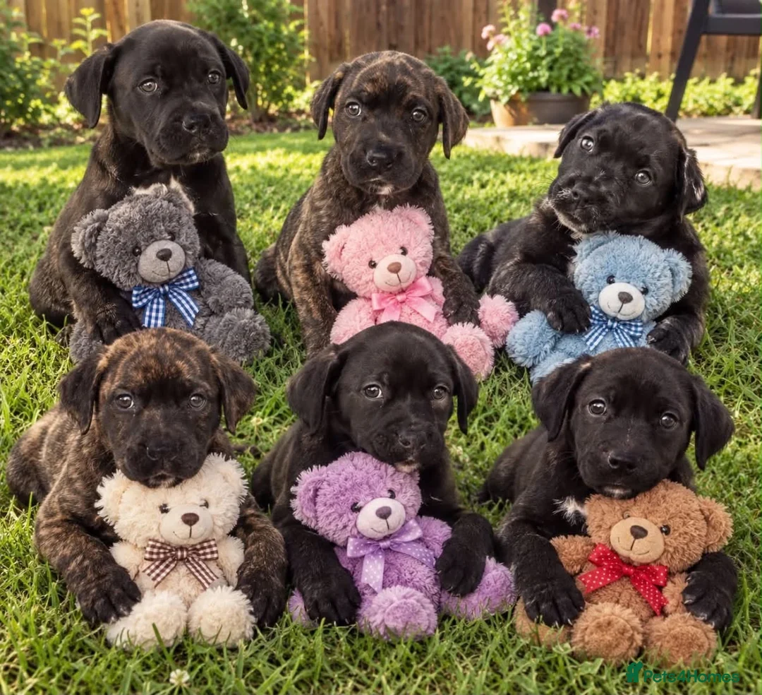Cane Corso dogs for sale: Cane corso - Advert 2