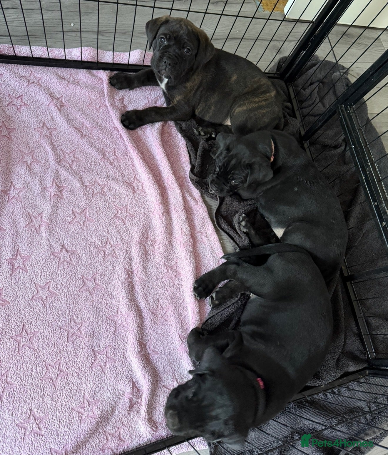 Mixed Breed dogs Cane Corso/Rottweiler puppies - Advert 17
