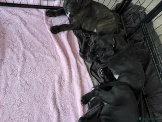 Mixed Breed dogs Cane Corso/Rottweiler puppies - Advert 1