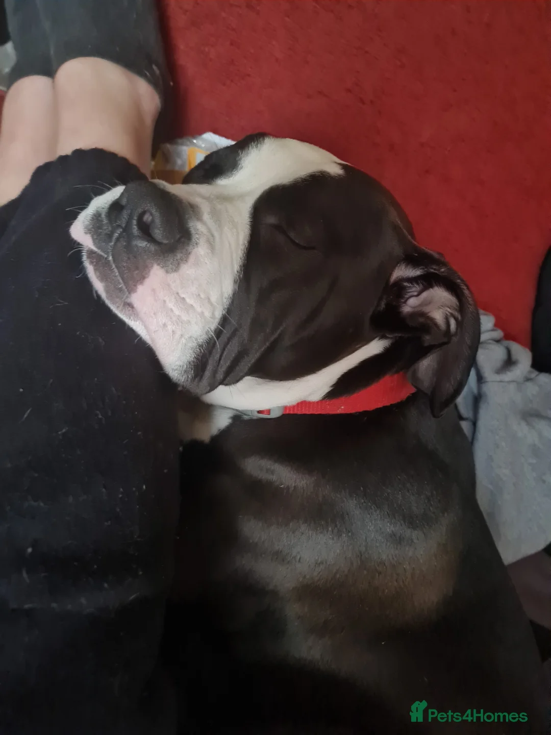 American Bully dogs for sale: American bully in Treorchy - Advert 4