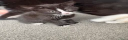 Mixed Breed cats for sale: Kitten for sale  - Advert 6