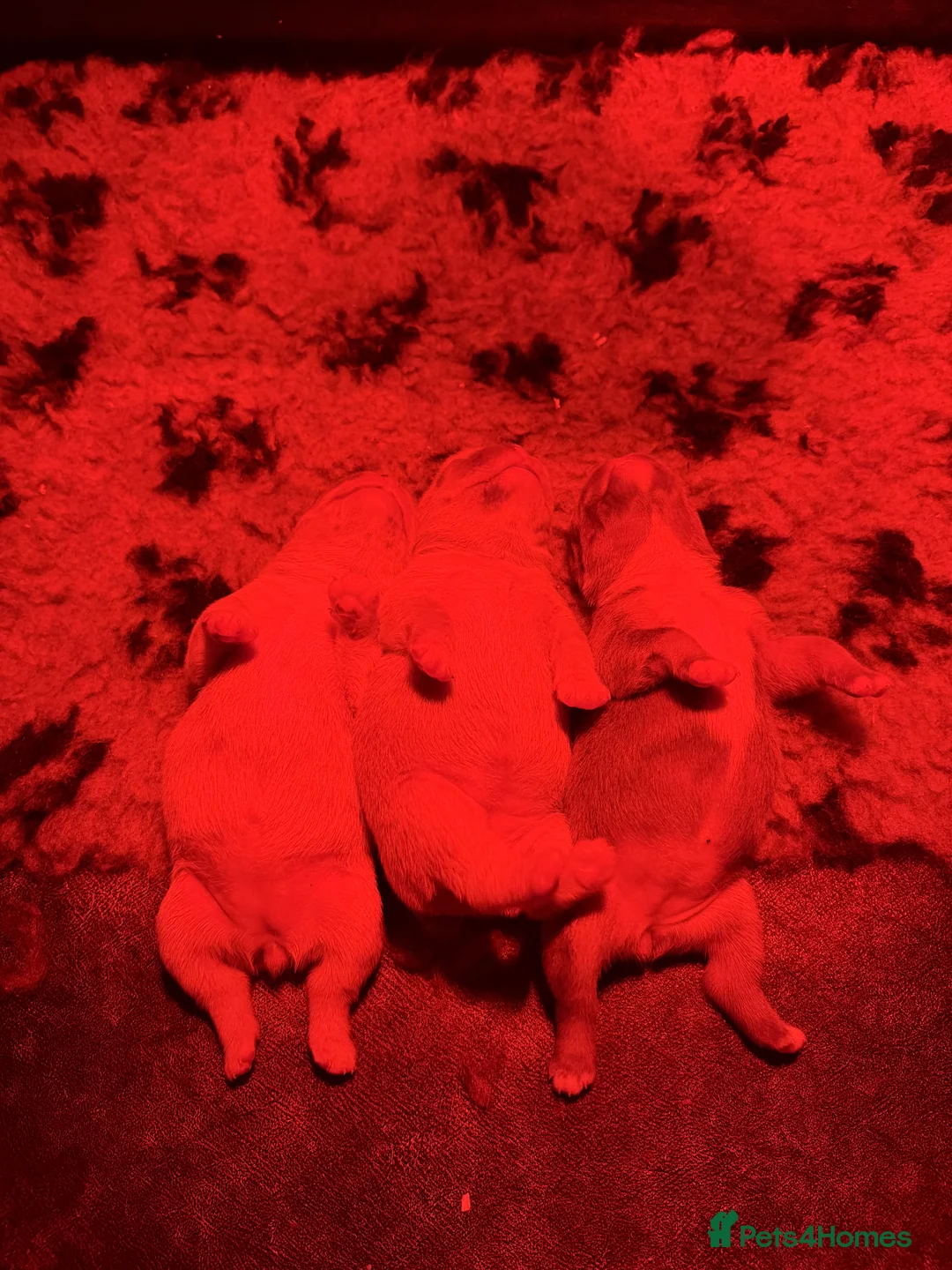 French Bulldog dogs for sale: French bulldogs 5star Merle  - Advert 2