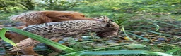 Cocker Spaniel dogs for stud: Milk Hobnob ‘Crumpet’ for Stud  in Bridport - Advert 2