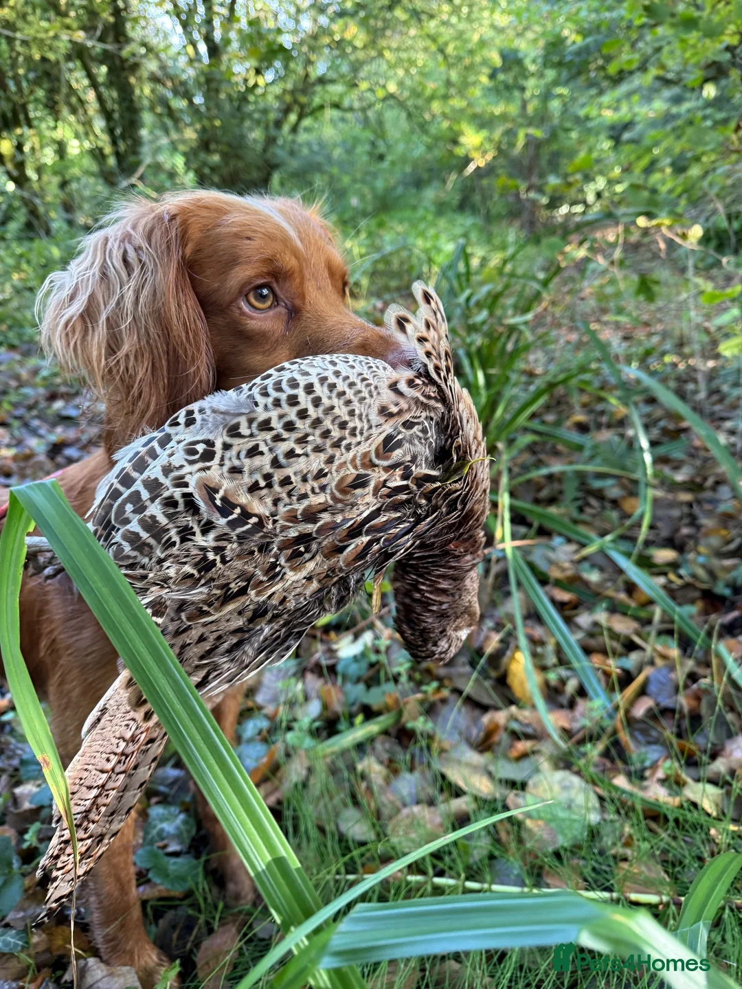 Cocker Spaniel dogs for stud: Milk Hobnob ‘Crumpet’ for Stud  in Bridport - Advert 2